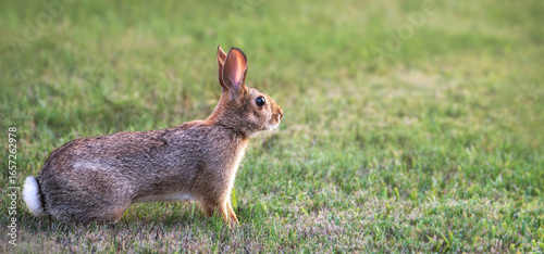 Bild auf Leinwand Cute Cottontail bunny rabbit sitting in the grass on a summer evening