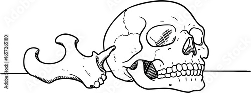Human skull and mandible anatomical illustration in black and white line art vector 