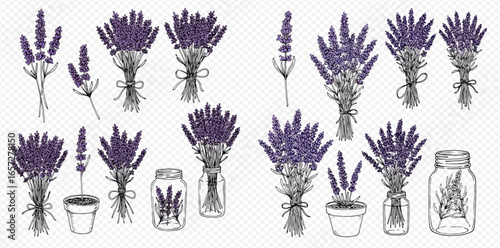 A hand-drawn collection of purple lavender flowers, featuring bouquets, single sprigs, potted plants, and arrangements in glass jars.
