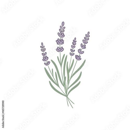 Elegant Lavender Botanical Illustration. Stylized depiction of fragrant purple blossoms, symbolizing calm and natural beauty. Ideal for wellness, aromatherapy, and design projects.