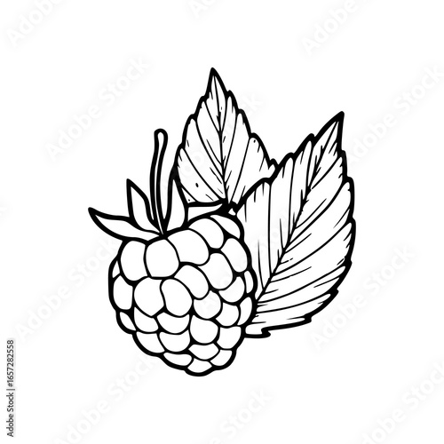 hand-drawn berry and botanical leaf design