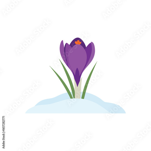 Purple Crocus Flower Emerging from Snow. Vibrant violet blossom with lush green foliage pushes through icy white ground. Symbolizes new beginnings and the hopeful arrival of warmer seasons.