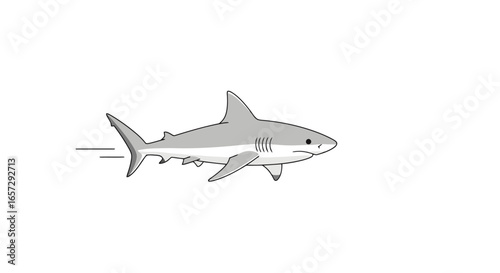 Stylized Gray Shark Illustration Swimming Swiftly Across a White Background. Ideal for Educational Materials, Children's Books, and Marine Life Awareness Campaigns.