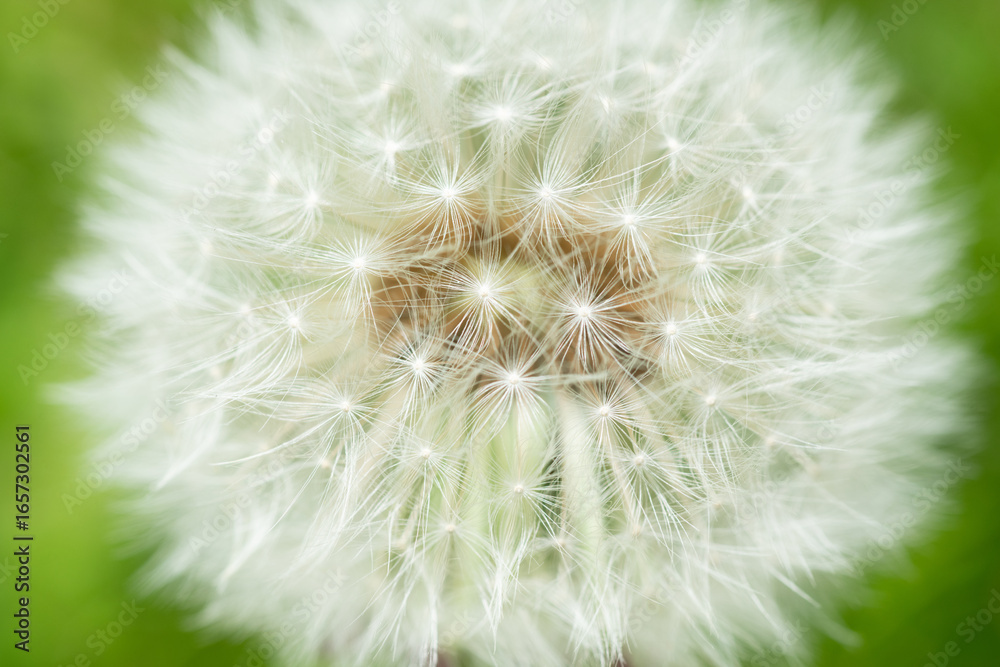 Fototapeta premium blurred background with dandelion