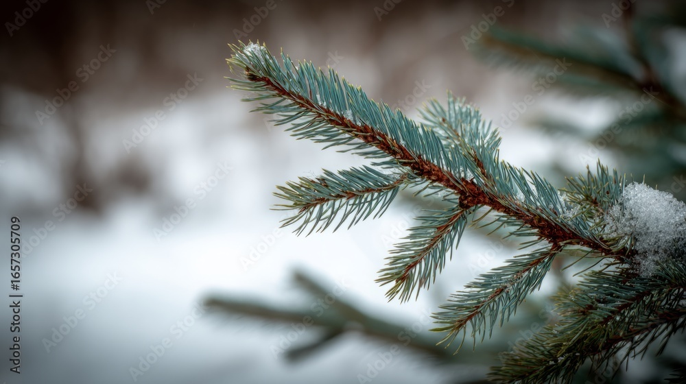 spruce,magic,wonder,peace,weather,tree,beauty,serenity,landscape,christmas,cold,festive,nature,winter,scenery,forest,branch,snow,season,holiday spruce,magic,wonder,peace,weather,tree,beauty,serenity,landscape,christmas,cold,festive,nature,winter,scenery,forest,branch,snow,season,holiday