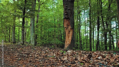 Damaged Withered Rotten Forest Tree Trunk Touchwood Infested with Bark Beetle Woodworm