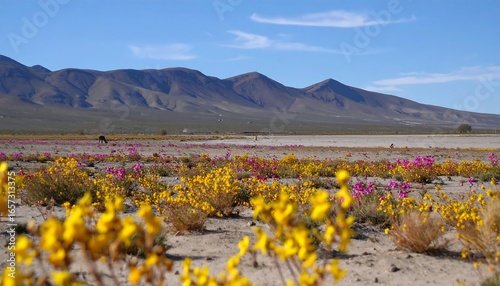 Atacama Desert Bloom: Vibrant wildflowers cover arid landscape in Chile during flowering