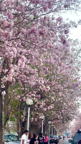 Nokhonpatom, Thailand : Cherry blossom in the park with people walking on the road