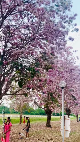 Nokhonpatom, Thailand : Cherry blossom in the park with people walking on the road