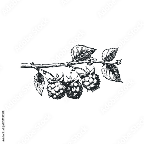 Vintage Sketch of Ripe Raspberries on a Branch with Leaves