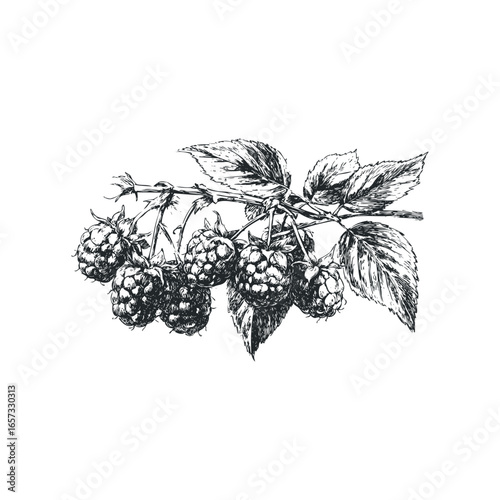 Hand drawn sketch of ripe raspberries and leaves on a branch