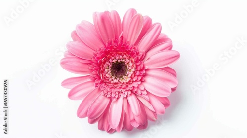 Abstract Floral Vectors: White Flowers and Botanical Elements in Modern Design