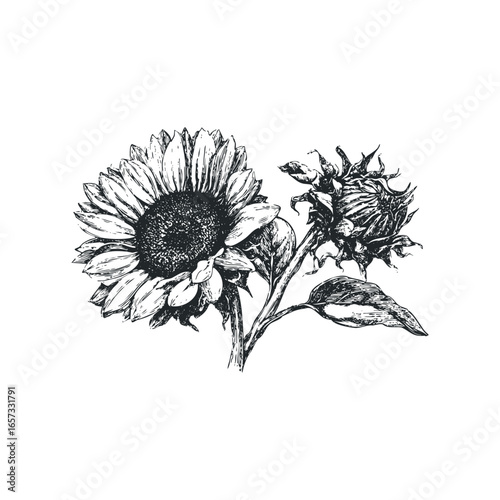 Detailed sketch of two sunflowers, one in full bloom and the other a developing bud, with visible stems and leaves on a white background