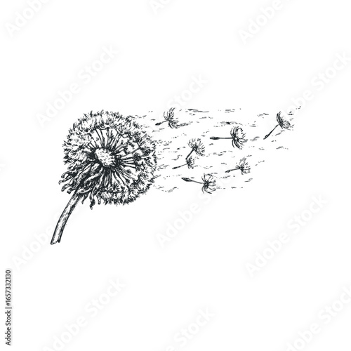 Ink drawing of dandelion seed head dispersing seeds on a white background