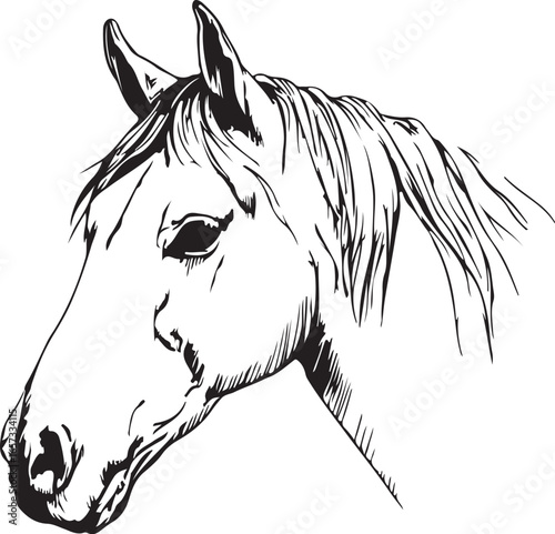 Vintage horse head drawing in sketch style isolated on white background	