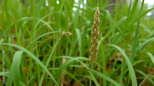 Carex pensylvanica commonly called Pennsylvania sedge on a cloudy day. It is a shade-loving perennial sedge that is native to thickets and dry woodland areas in Eastern and Central North America.