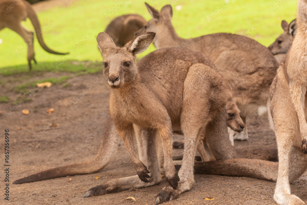 Fototapeta premium Mob of eastern grey kangaroos (Macropus giganteus) resting on sandy ground with green grass background, juvenile at front, daylight close-up, wildlife shot with shallow depth of field, Australia
