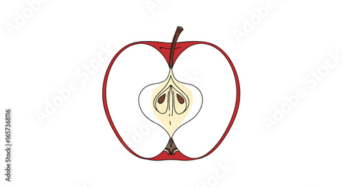 Detailed cross section illustration of a ripe red apple showing its core seeds and flesh