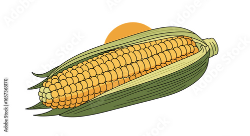 Healthy golden corn cob with green leaves under the sun a delicious summer vegetable