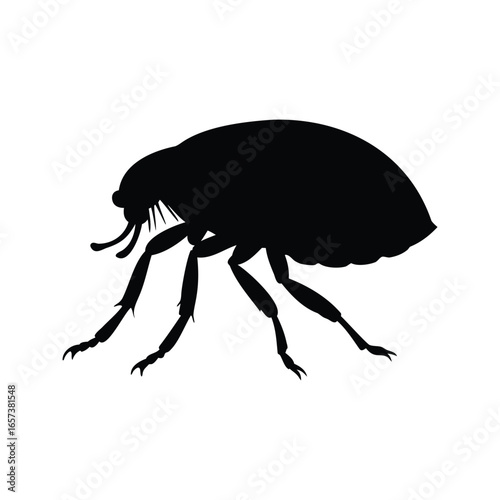 Detailed silhouette of a flea, showcasing its anatomical features and parasitic nature, Flea  silhouette vector illustration