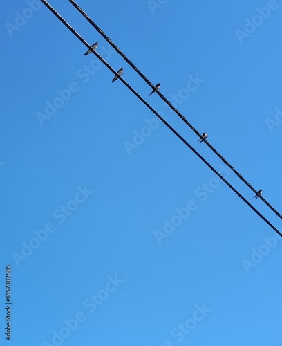 Barn swallow on wire