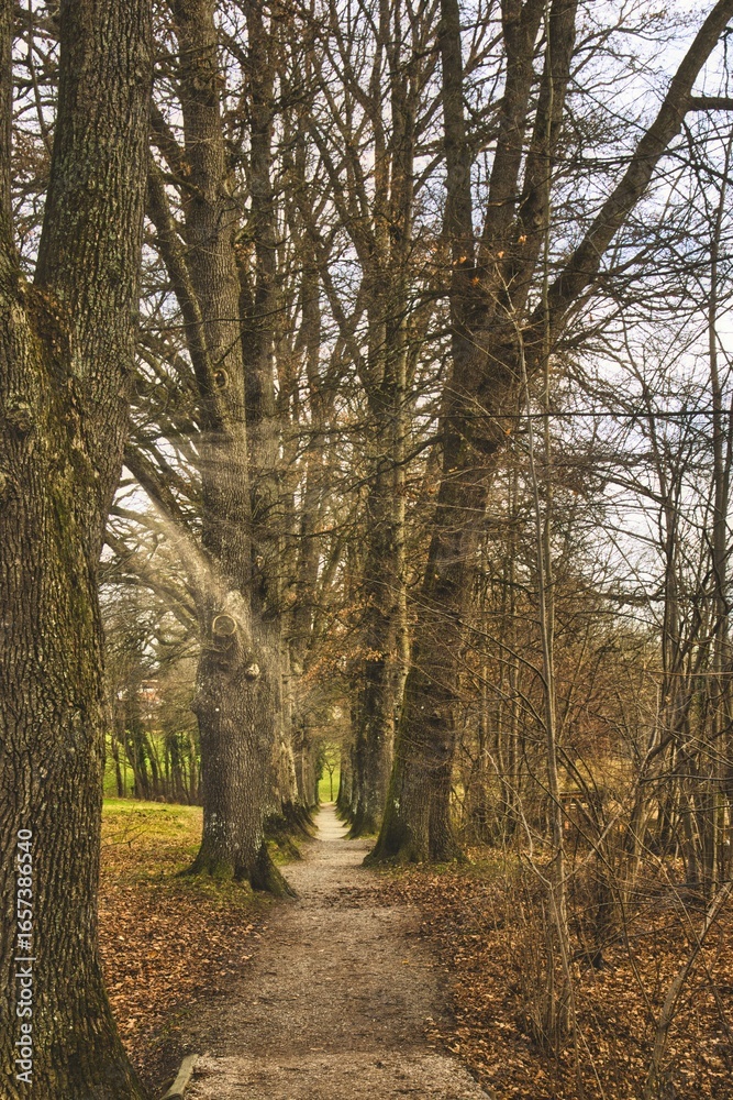 Fototapeta premium Serene forest path lined with tall trees, showcasing a tranquil autumn scene with fallen leaves