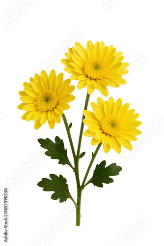 yellow chrysanthemum flowers on transparent background