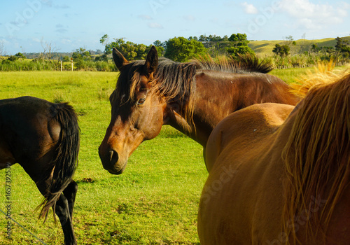 Big horse on a farm in New Zealand.