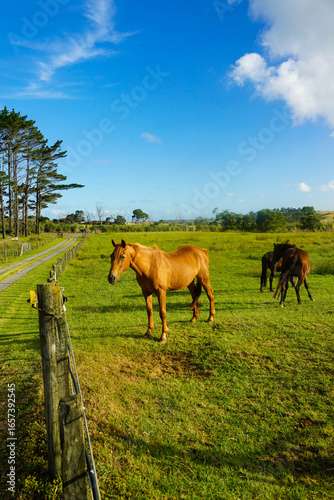 Big horse on a farm in New Zealand.