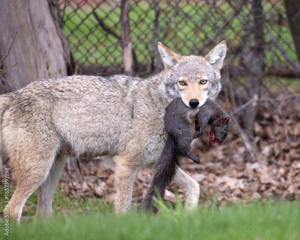Naklejka premium North American coyote Canis latrans glances at the camera as it carries its prey a black squirrel through a suburban backyard in southern Ontario Canada