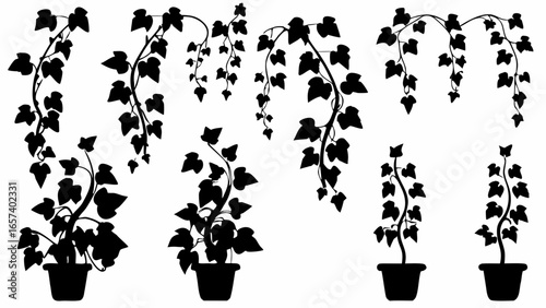 Illustration of various ivy plants in pots and hanging vines in black silhouette against white background