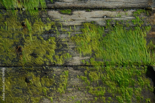 Old Ship Wooden Planks with Oakum and Moss as Stylish Background