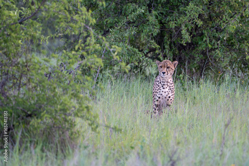 Canvas Print Sighting of a female cheetah sitting in tall grass on a safari in Pilanesberg National Park, South Africa