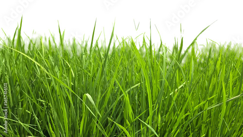 Rice Green Field PNG – Lush Agricultural Element for Farming, Nature, and Landscape Designs