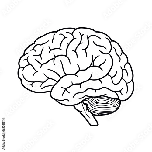 human brain vector illustration