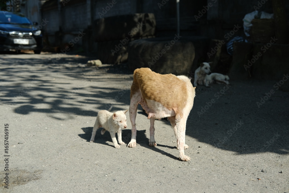 Obraz premium Very Thin Mother Dog with Long Teats and Nursing Puppy