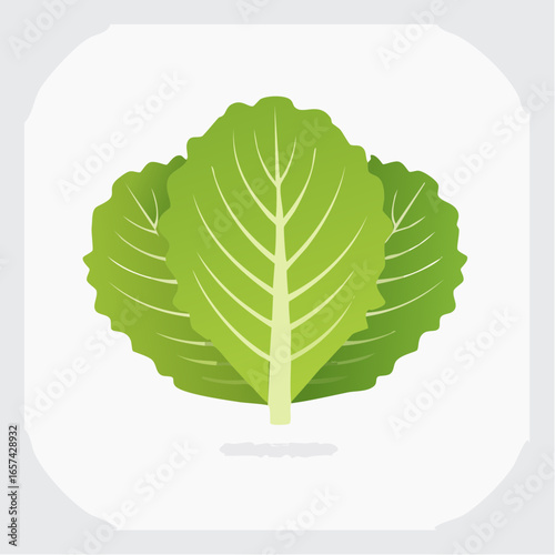 Lettuce Vector Icon Isolated