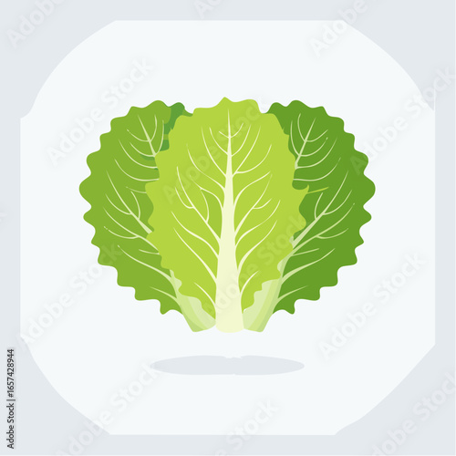 Fresh Lettuce Icon in Clean Style