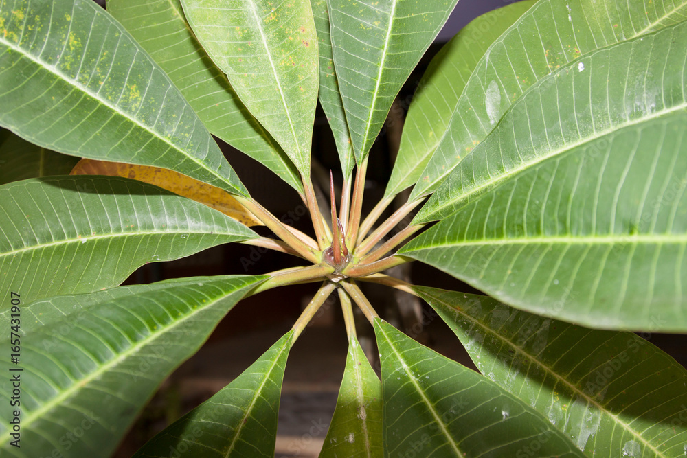 Obraz premium A closeup macro of vibrant green leaves on a tropical plant