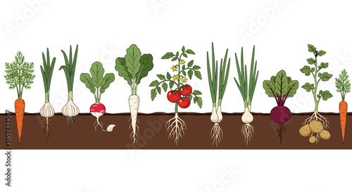 A vibrant vector illustration showcases various garden vegetables, including tomatoes, carrots, and onions, flourishing in rich soil, perfect for culinary and agricultural projects.