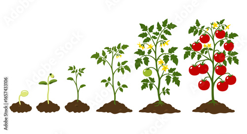 Detailed vector illustration depicting the complete growth cycle of a tomato plant, from seedling to mature plant with ripe red fruits, isolated on white.