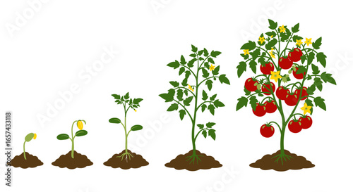 A vector illustration depicts the growth stages of a tomato plant, from a small sprout to a mature plant laden with ripe, red tomatoes isolated on a white background.