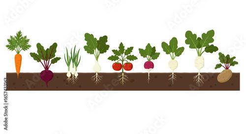 Vibrant vector PNG illustration of various root vegetables, including carrots, beets, onions, turnips, and tomatoes, growing from the ground, ideal for healthy food, agriculture, and gardening themes.