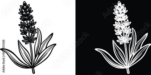 Elegant lavender plant illustration in contrasting black and white, perfect for branding and design projects