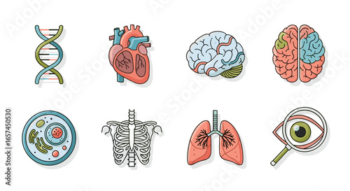 A Detailed Illustration Showcases Human Anatomy Icons, Including the Brain, Heart, Lungs, DNA, Cell, Rib Cage, and Eye, Providing a Comprehensive Visual Guide for Educational, Medical