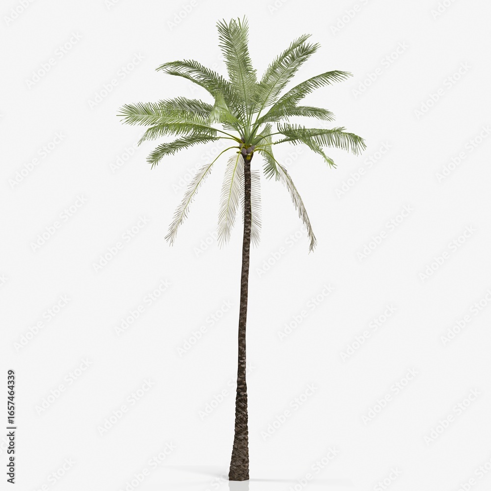 Obraz premium Tall palm tree on a white background