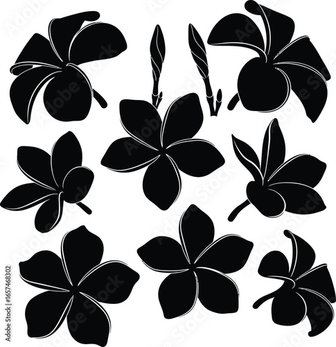 Tropical Plumeria Flower Silhouettes - Vector Set for Design