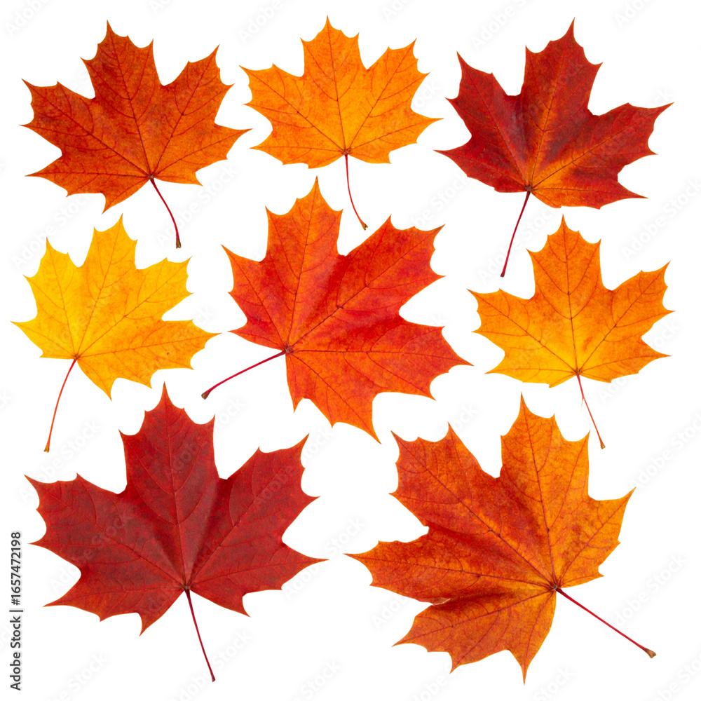 Fototapeta premium Colorful autumn maple leaves isolated on a white background show the vibrant essence of the fall season
