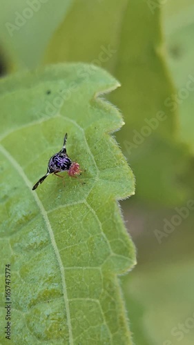 Peacock fly  on leaf