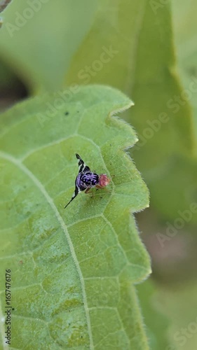 Cherry fly on leaf